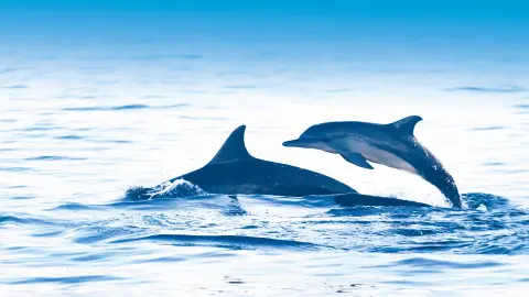 DPS111-112_bali_content_1920x1080px_delfine-placeholder