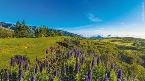 6806-09-Bluetenzauber-auf-Madeira_content_1920x1080px_Madeira028Henrique-Seruca-placeholder