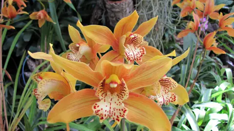 6806-09-Bluetenzauber-auf-Madeira_content_1920x1080px_orchidee.jpg-placeholder