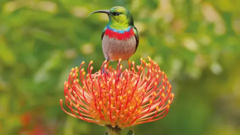 6847_Kapstadt_Kapnektarvogel-placeholder