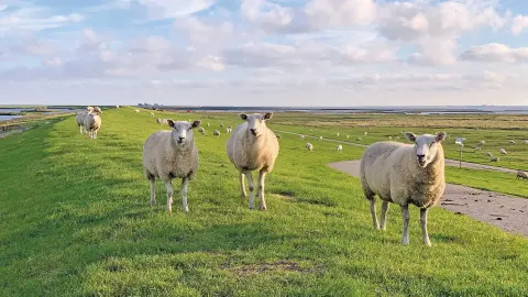 DEU616_Deutschlands-Küstenparadiese_content_1920x1080px_Schafe-am-Deich-placeholder