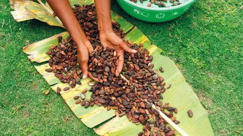 Kaffeeanbau-placeholder