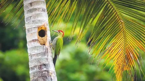 Regenwald-placeholder