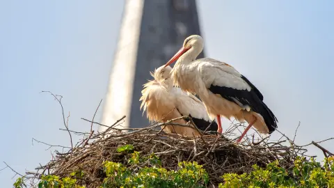 Das Wahrzeichen der Region – die Störche-placeholder