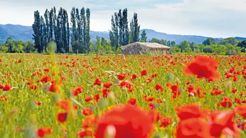 Klatschmohn-placeholder