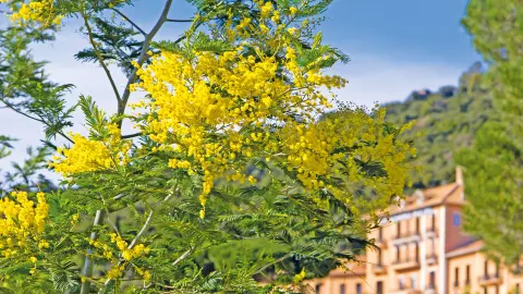Mimosen-placeholder