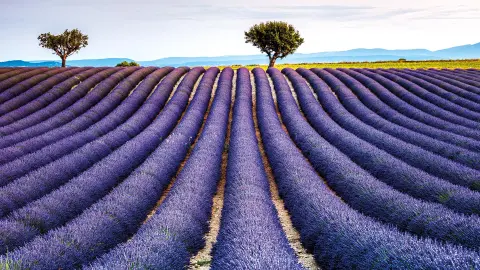 Blühendes Lavendelfeld-placeholder