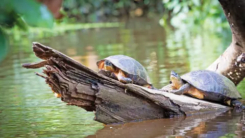 Schildkröten im Tortuguero -Nationalpark-placeholder
