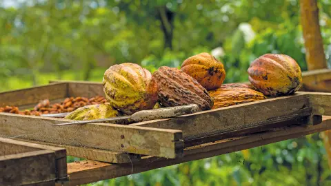 Kakao-Frucht auf der Schokoladentour (zubuchbar)-placeholder
