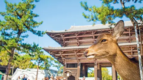 5896_Faszination-Japan_content_1920x1080px_EF2K3B_Rehe-in-Nara-placeholder