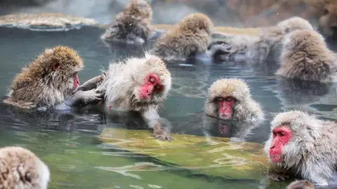 5896_Faszination-Japan_content_1920x1080px_Jigokudani-Monkey-Park-placeholder