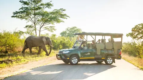 Foto-Safari im Kruger-Nationalpark-placeholder