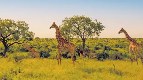 Faszinierende Natur-placeholder