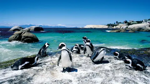 Pinguine am Boulders Beach (zubuchbar)-placeholder