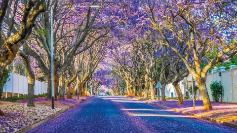 Jacarandas in Pretoria-placeholder