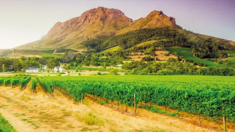 Ausflug in Südafrikas Weinland-placeholder