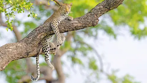 CPT111-112_Faszination-Suedafrika_content_1920x1080px_Beeindruckende-Tierwelt-placeholder