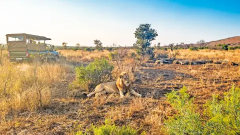 CPT111-112_Faszination-Suedafrika_content_1920x1080px_Foto-Safari-im-Kruger-Nationalpark-placeholder