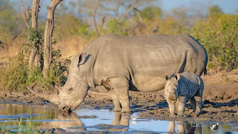 CPT111-112_Faszination-Suedafrika_content_1920x1080px_Nashörner-am-Wasserloch-placeholder
