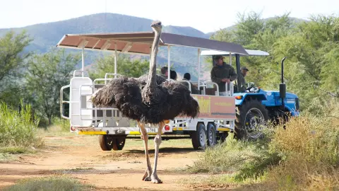 CPT111-112_Faszination-Suedafrika_content_1920x1080px_Safari_Straussen-Farm-placeholder