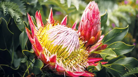 CPT111-112_Faszination-Suedafrika_content_1920x1080px_protea-placeholder