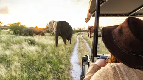CPT111-112_Faszination-Suedafrika_content_1920x1080px_frau_safari_elefanten_Titel-placeholder
