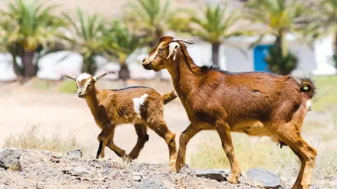 FUE111_Fuerteventura-Unser-Sonnen-Hit_content_1920x1080px_ziegen-placeholder