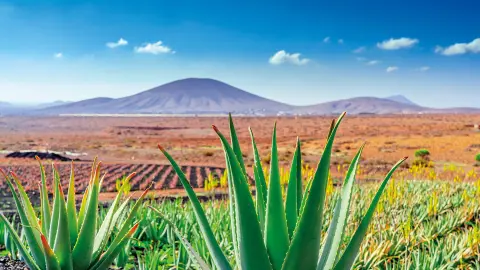 Aloe-Vera-Farm-placeholder