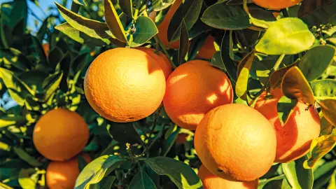 Verkostung saisonaler Früchte (zubuchbar)-placeholder