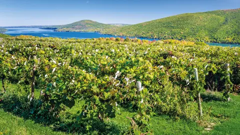 6851_JFK111_Ostkueste-USA-Kanada-2025_Finger-Lakes-Wine-placeholder