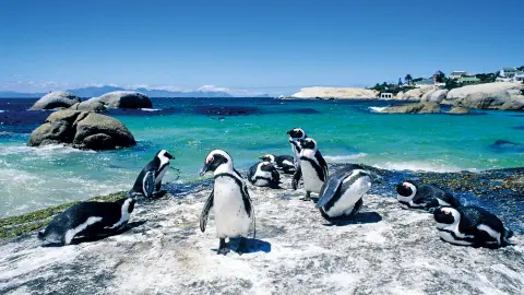 Pinguine am Boulders Beach-placeholder