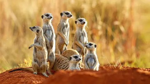 Besuch einer Erdmännchen-Kolonie (zubuchbar)-placeholder