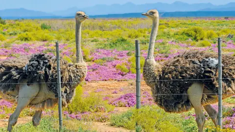 Straußenfarm (zubuchbar)-placeholder