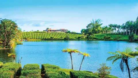 MRU111_Trauminsel-Mauritius_EV_26_content_1920x1080px_Bois-Chéri-4-Teeplantage-placeholder