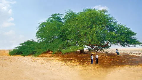 Baum des Lebens-placeholder