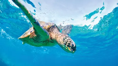Beeindruckende Schildkröte im Morgenland entdecken-placeholder