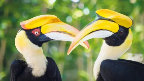 SIN111-112_Malaysia+Singapur_content_1920x1080px_Nashornvogel-placeholder