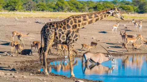 7217-7218_Namibia_content_1920x1080px_Etosha-Nationalpark-placeholder