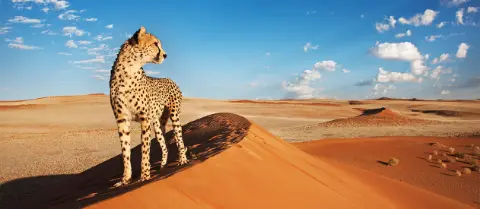 Prächtiger Gepard in der Wüste Namibias-placeholder