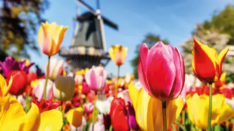 NLD612_5529_A-ROSA zur Tulpenbluete EV 26_content_1920x1080px_Keukenhof-1-placeholder