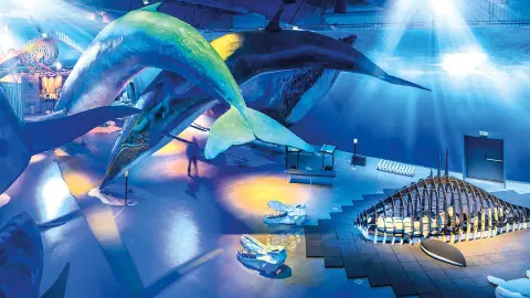 Erlebniswelt „Whales of Iceland“-placeholder