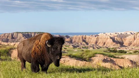 Bison im Badlands-Nationalpark-placeholder