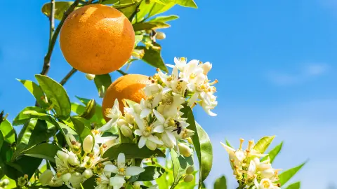 Orangenblüte-placeholder