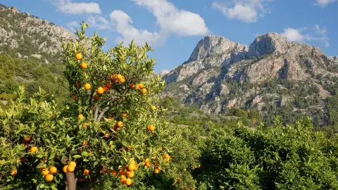 Tramuntana-Gebirge-placeholder