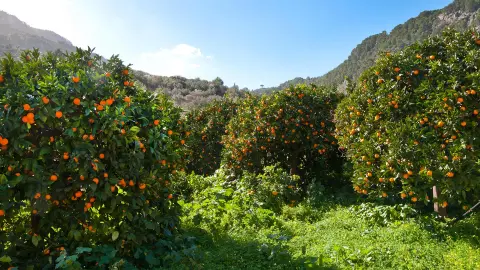 Auf einer Orangenplantage fühlen Sie sich wie im Schlaraffenland-placeholder