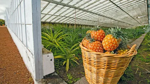 6839_Azoren_Insel_Sao_Miguel_content_1920x1080px_Ananas-Plantage-placeholder