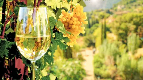 PMI115_Mallorca_fuer_alle_Sinne_content_1920x1080px_Weinverkostung-placeholder