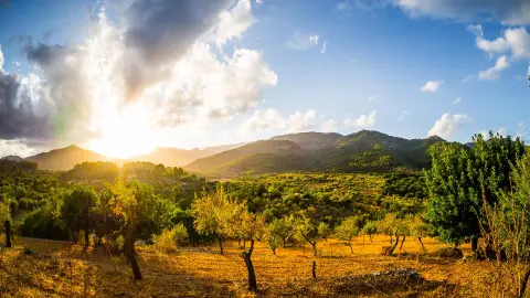 PMI122_Mallorca_unter_der_Herbstsonne_content_1920x1080px_Olivenfarm-placeholder