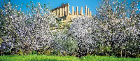 Tal der Tempel in Sizilien mit Mandelbäumen-placeholder