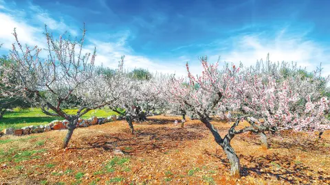 CTA113_Sizilien zur Mandelblüte_content_1920x1080px_mandelbaueme-placeholder